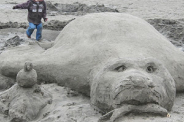 Elephant Seal That Appeared Stranded At Candlestick Point In Good Condition