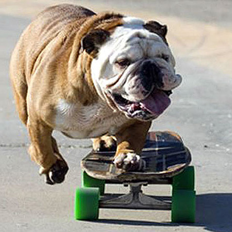 Skateboard_dog.jpg