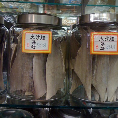 Merchant Caught With More Than A Ton Of Illegal Shark Fins, Was Part Of Group Suing Against Ban