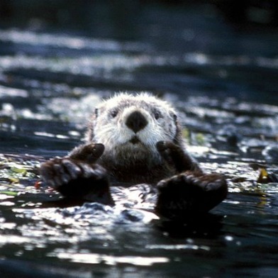 sea-otter.jpg