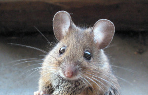 Controversial Plan To Kill Off Farallon Islands Mice Up For Discussion Tonight