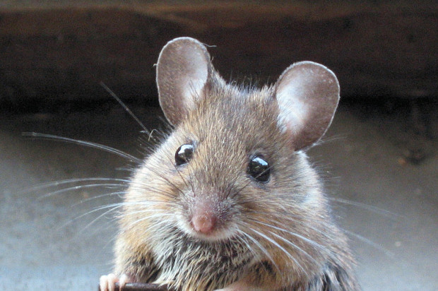 Controversial Plan To Kill Off Farallon Islands Mice Up For Discussion Tonight