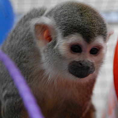 Banana Sam, Monkey Briefly Stolen From SF Zoo, Dies At Age 19