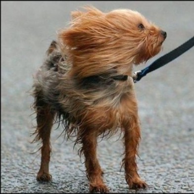 Strong Winds To Blow Through Monday