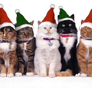 christmas-cats.jpg