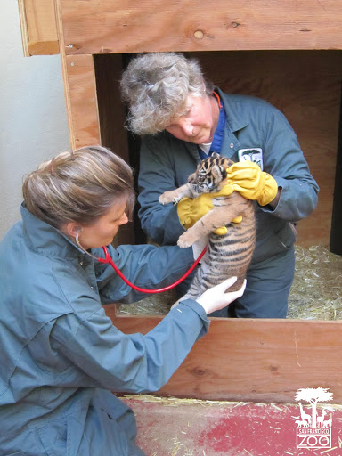 Here SF Zoo veterinary staff complete a quick exam (less than 5 minutes!) so that mom and cub can resume their bonding. The cub is in excellent health!: SF Zoo