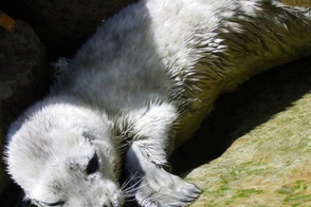 Point Reyes Closures Planned To Protect Newborn Seal Pups