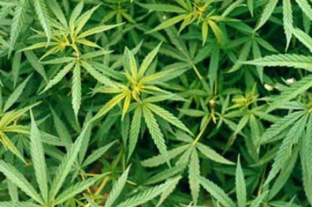 Five Arrested in Raid of Bayview Marijuana Grow House