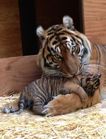 "Meet" The SF Zoo's Baby Tiger This Weekend
