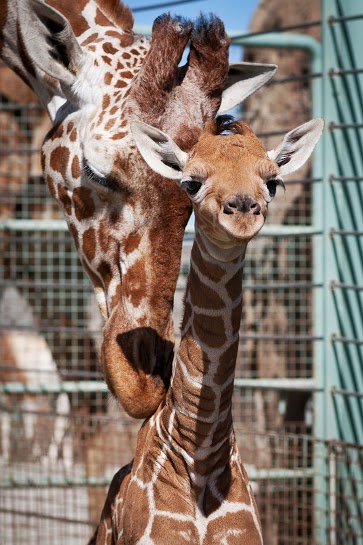 SF Zoo’s Week-Old Baby Giraffe “Has A Lot Of Spunk”
