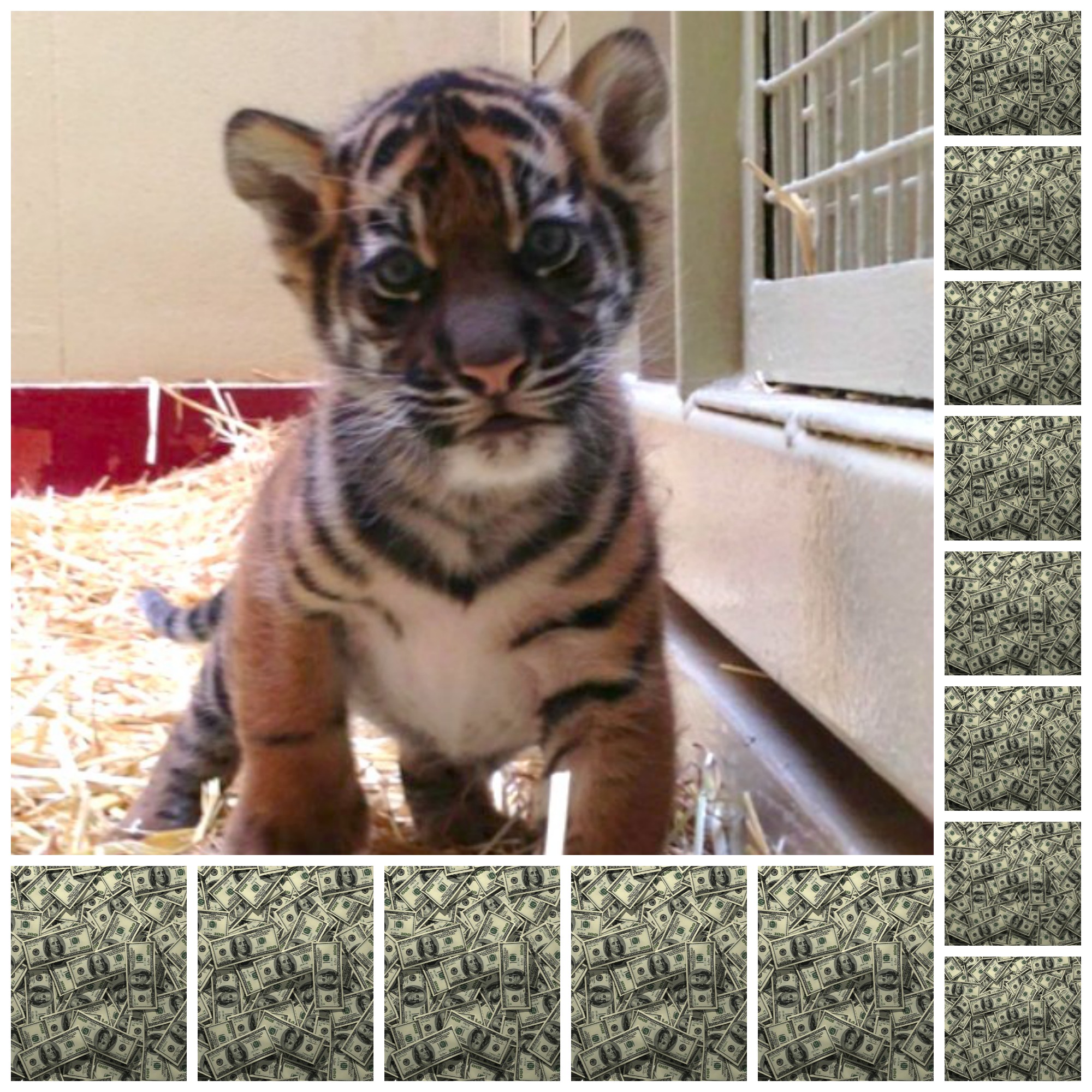 Literary Agent Names SF Zoo's Baby Tiger After Herself (For $47,000)
