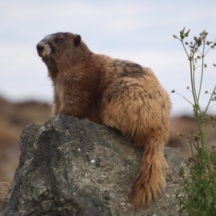 Rescuers Tracking Wild Marmot Loose In Bernal Heights
