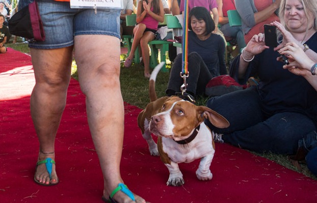 “World’s Ugliest Dog” Is Actually Pretty Cute