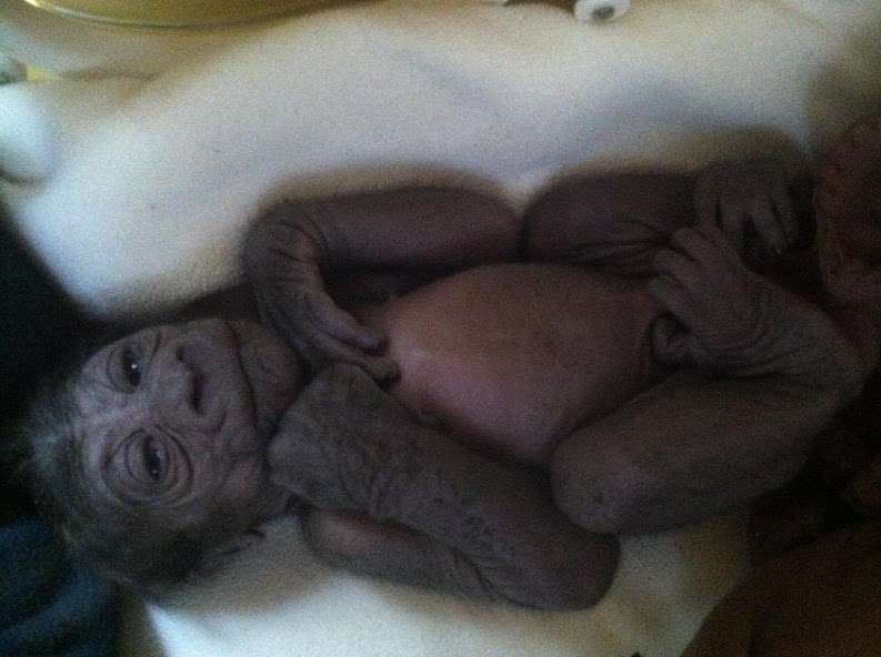 SF Zoo’s Newborn Baby Gorilla Is Pretty Cute
