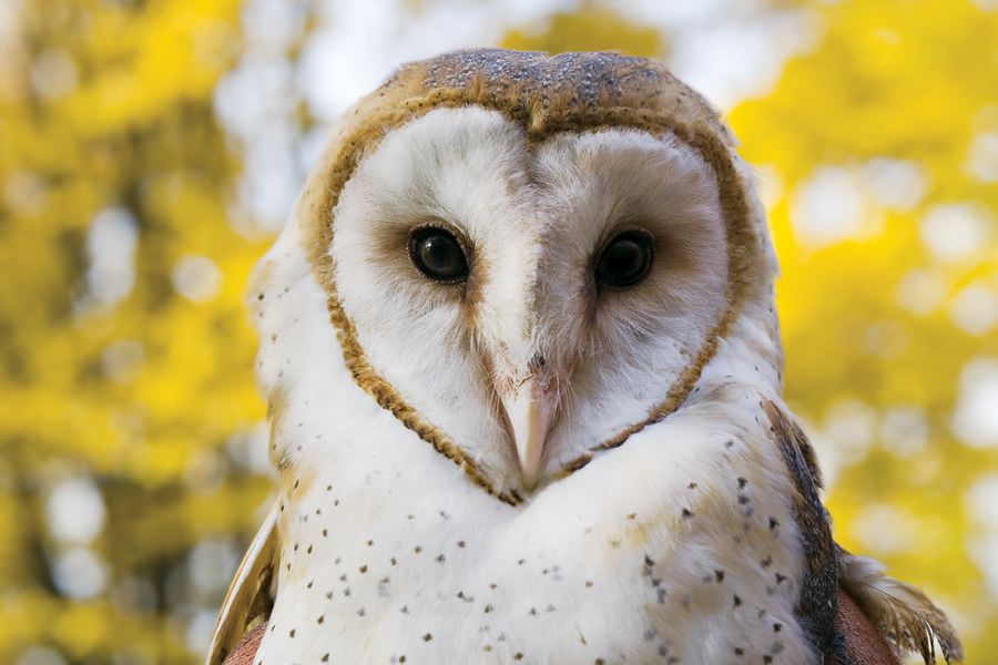 Second Family Of Barn Owls Moves Into SFO-Area Hotel