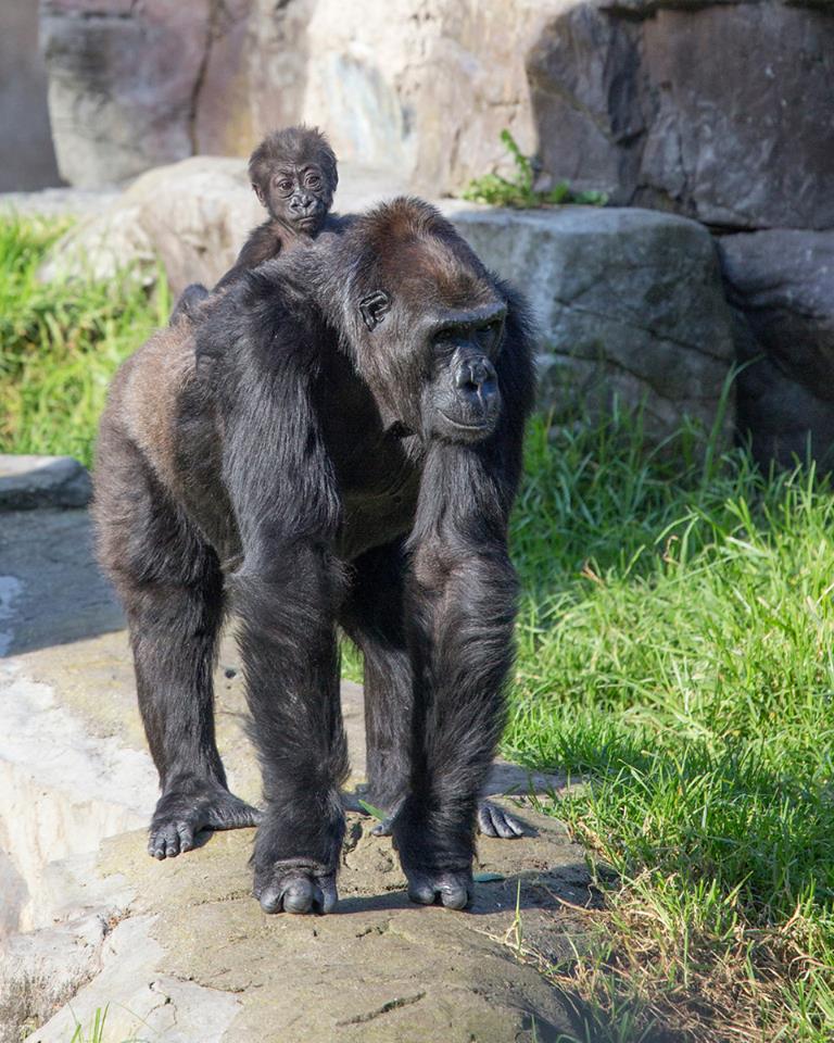 Great view riding on Grandma. Photo by Marianne Hale, From SF Zoo's Facebook Page
