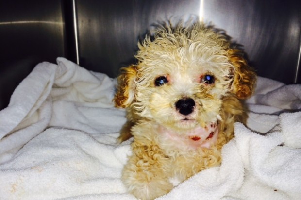The ACC Wants To Know Who Threw This Injured Puppy In The Trash