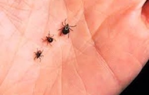 Bay Area Lyme Disease Threat Far Greater Than Thought