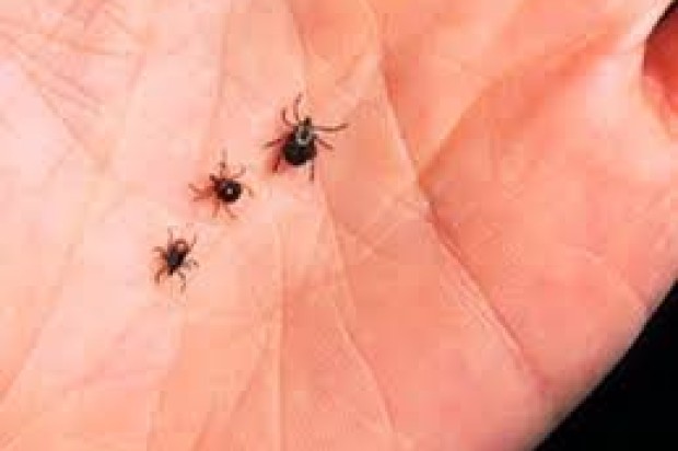 Bay Area Lyme Disease Threat Far Greater Than Thought