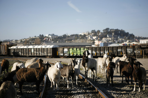 Meet SF’s Landscaping Goats This Weekend