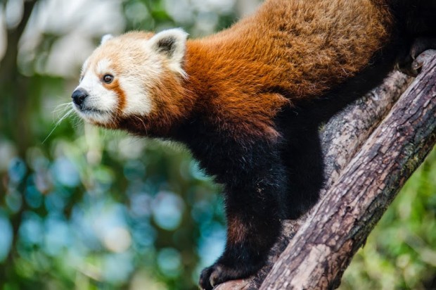 Local Philanthropist Pays $31,000 To Name SF Zoo’s Red Panda