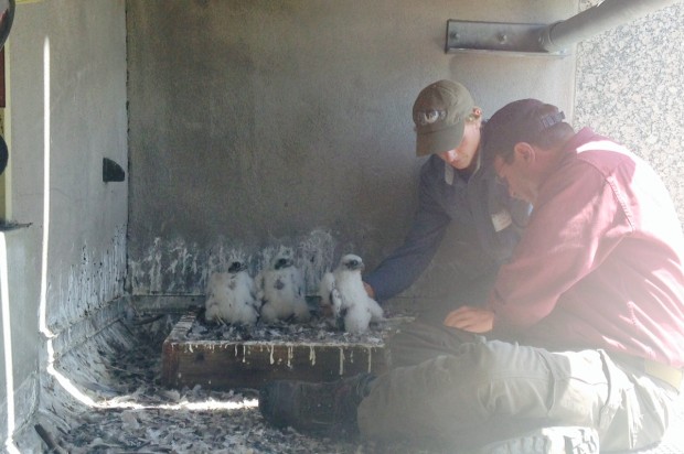 San Francisco’s Adorable Baby Falcons Need You To Name Them