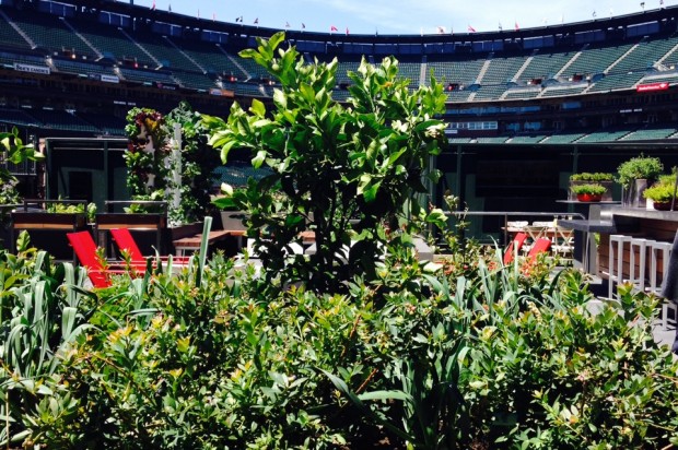 Giants’ 4,320 Square Foot Edible Garden Opens at AT&T Park