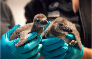 Help Name Two African Penguin Chicks for the California Academy of Sciences