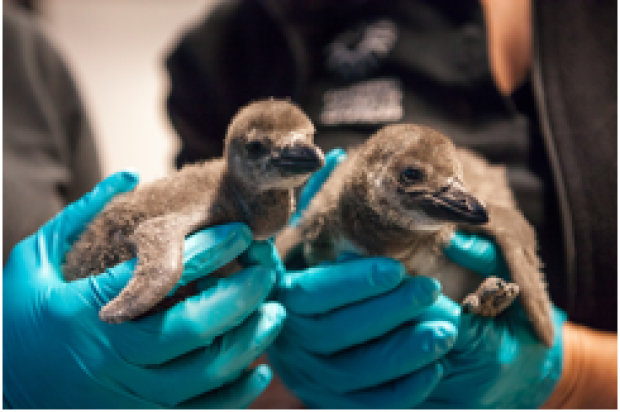 Two New Penguin Hatchlings at Cal Academy Prep for Fish School