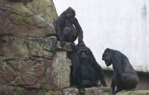 SF Zoo Staff Monitoring Gorilla Troop After Accidental Death of Young Member