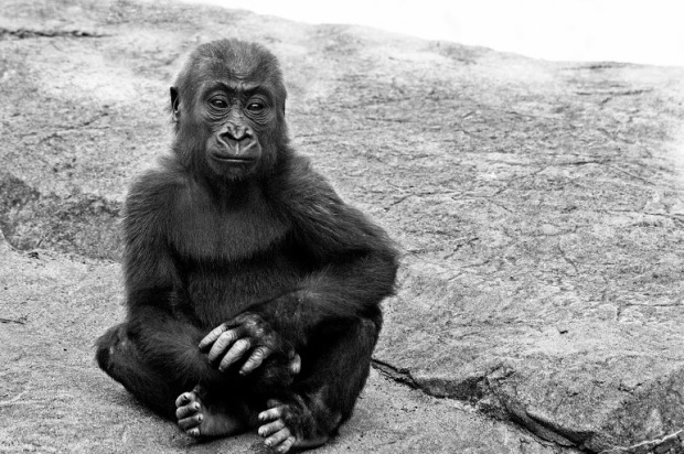 Investigator Releases Report On Death Of SF Zoo Gorilla, But Never Spoke To Keeper Who Closed Door