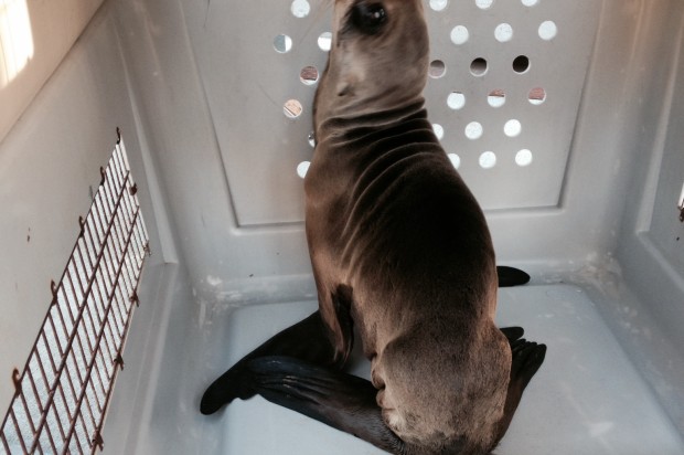 Sea Lion Pup Rescued From Roadway Near Fort Funston
