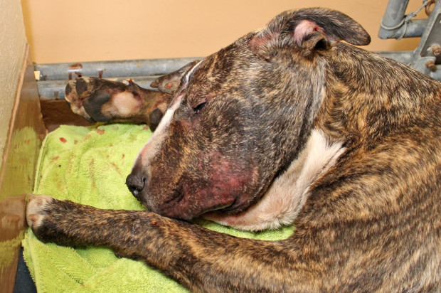 Animal Care Official: Severely Injured Dog Dies, Abuse ‘Too Severe to Recover From’