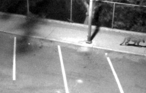 Mountain Lion Sightings From Last Week Confirmed by Surveillance Footage