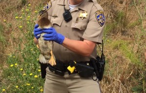 Duckling Released Into Wild After CHP Officers Save Siblings