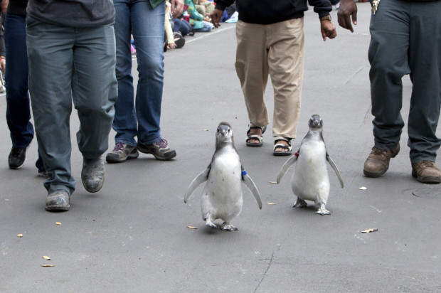 Two Penguin Chicks Graduate From “Fish School,” Join Penguin Colony